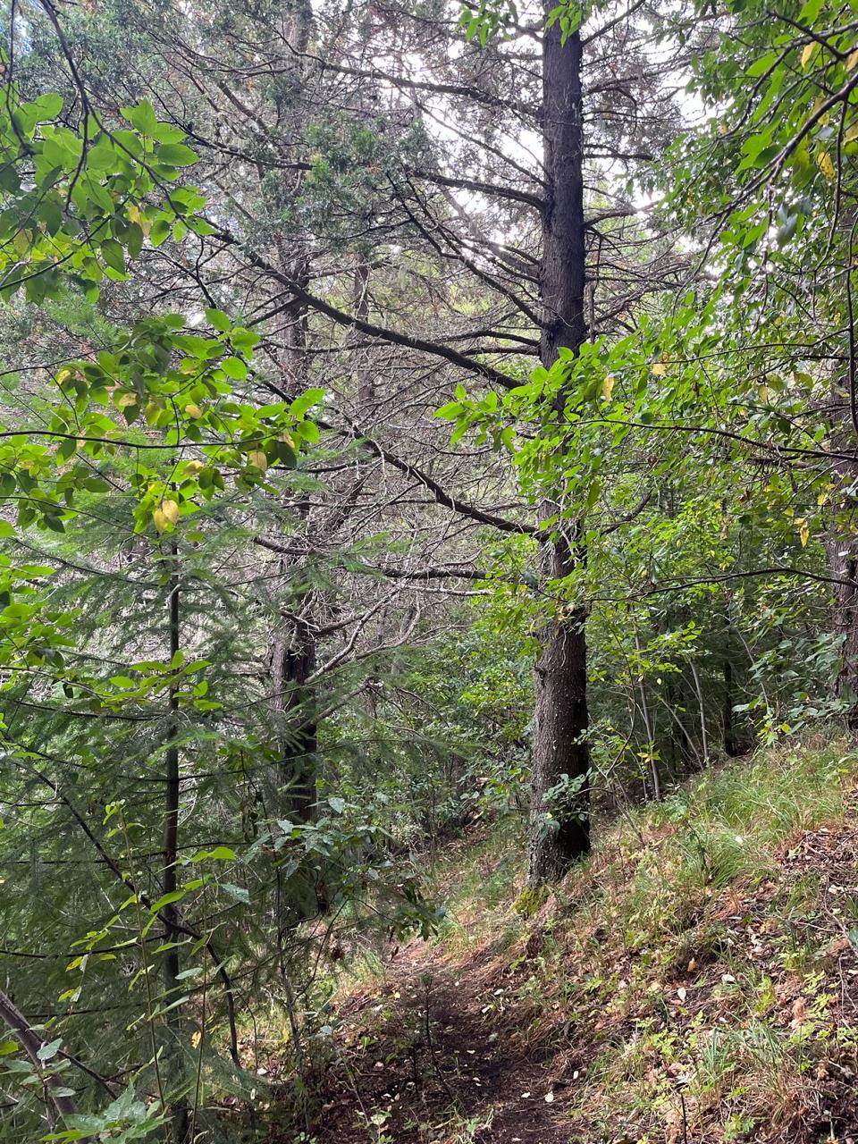 LOTE ALIHUEN ALTO